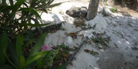 بلدية طولكرم تستنكر الإعتداء على الممتلكات العامة  وإعدام الأشجار