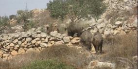 الاحتلال يطلق خنازير برية قرب الجدار غرب وجنوب جنين