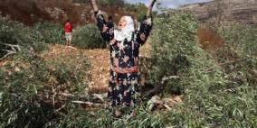 مستوطنون يقلعون نحو مائة شجرة زيتون في قرية الساوية