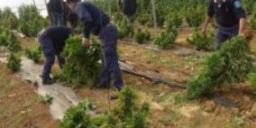 الخليل: الشرطة و"الوقائي" يضبطان 80 شتلة ماريغوانا في حديقة منزل