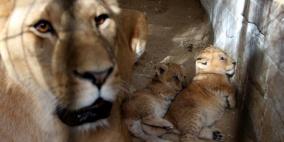 أشبال للبيع في غزة !