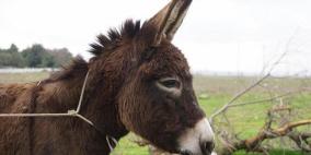 أزمة حمير في العالم !