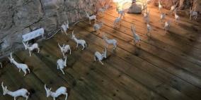 افتتاح معرض "الغزال الفلسطيني" للفنانة منال محاميد