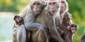 قصة مثل:"القرد بعين أمه غزال"