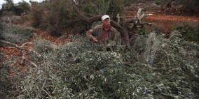 مستوطنون يقطعون أشجار في الخضر جنوب بيت لحم