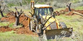 سبعون شجرة زيتون مهدده من قبل الاحتلال