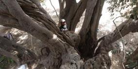 حارس أقدم شجرة في فلسطين