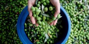موسم الزيتون الأفضل منذ 13 عاما وتوقعات بانخفاض اسعار الزيت