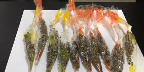 الشرطة تقبض على متسولة تروج المخدرات في ضواحي القدس