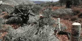 مستوطنون يقطعون 200 شجرة كرمة جديدة في بلدة الخضر