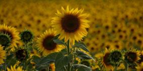 شو الصح؟...هل تتحرك زهرة عباد الشمس مع الشمس؟