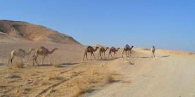  الاحتلال يستولى على قطيع من الابل  في بيت لحم 