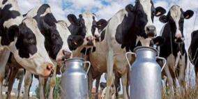 "مشاريع حيوانية" بدعم أوروبي.. لتثبيت مزارعين فلسطينيين في أرضهم