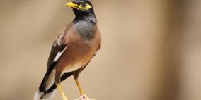  طائر المينا.. الشرير اللطيف والغازي الشرس 