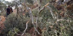 مستوطنون يقتلعون العشرات من أشجار الزيتون واللوزيات والكرمة في بلدة الخضر جنوب بيت لحم  