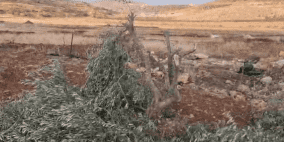مستوطنون يقطعون أكثر من 100 شجرة زيتون غرب سلفيت