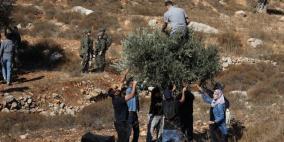 أوتشا: موسم الزيتون بالضفة شهد أعلى مستوى من هجمات المستوطنين