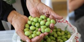 بالصور| مهرجان الزيتون الوطني في بيت لحم يحتفل بيوبيله الفضي