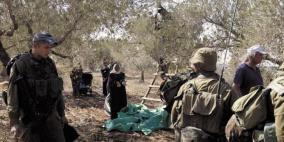 قوات الاحتلال تهاجم قاطفي الزيتون في قرية شوفة جنوب شرق طولكرم