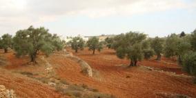 الاحتلال يصدر قرارا عسكريًا لإزالة أشجار في كفر مالك شرق رام الله