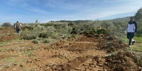 الاحتلال يقتلع عشرات أشجار الزيتون في بلدتي بدّو وبيت إكسا شمال غرب القدس