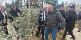 "الزراعة": توزيع 565 شجرة زيتون لصالح 14 مزارعاً من صوريف وبيت أمر وبني نعيم