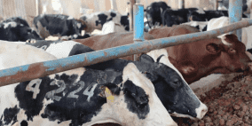 الأضاحي بغزة تبحث عن مشترين