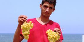 "عنب غزة" يغزو بيوت القطاع
