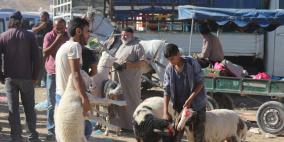 عزوف عن شراء الاضاحي.. ما الأسباب؟