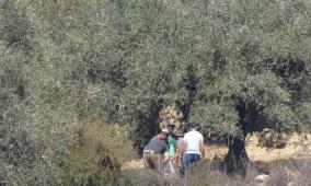 مستوطنون يقطعون أشجارا في مجدل بني فضل جنوب شرق نابلس