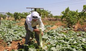 حماية المستهلك: ضرورة التكامل لأنقاذ الموسم الزراعي في الأغوار وطوباس في ظل العدوان المستمر