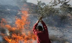 مستوطنون يضرمون النار بحقول زراعية في مادما جنوب نابلس