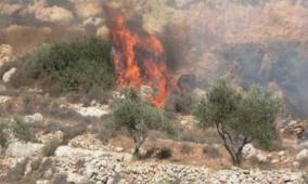 مستوطنون يحرقون 7 دونمات مزروعة بالزيتون واللوزيات في حوسان غرب بيت لحم