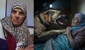 منظمة حقوقية: استخدام الاحتلال الكلاب للاعتداء على الفلسطينيين أمر ممنهج