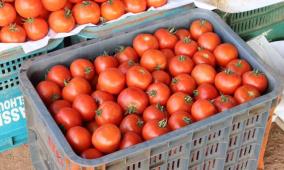 خاص| شح الكميات يرفع أسعار البندورة في فلسطين: ماذا عن الحلول؟