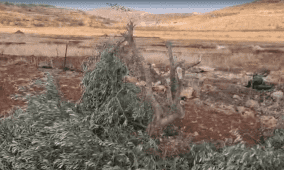 مستوطنون يقطعون 30 شجرة زيتون في سوسيا