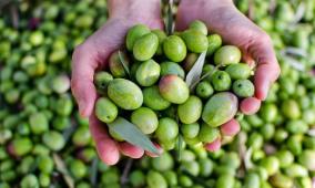 خاص | كيف أسهم مجلس الزيتون العالمي في تطوير قطاع الزيتون؟