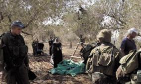 قوات الاحتلال تهاجم قاطفي الزيتون في قرية شوفة جنوب شرق طولكرم