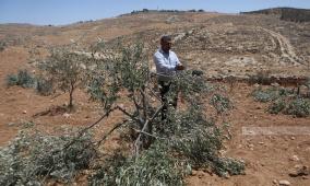 مستعمرون يقطعون عشرات أشجار الزيتون في مخماس شمال القدس