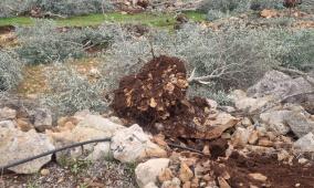 الكشف عن حجم خسائر القطاع الزراعي خلال أسبوع واحد في الضفة