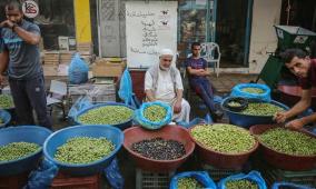 من 25 ألف طن إلى 7 آلاف فقط: مسابقة الزيتون الذهبي تكشف واقع موسم الزيت في فلسطين