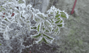 خاص | وزارة الزراعة تحذّر من موجة صقيع إشعاعي يؤثر على المحاصيل