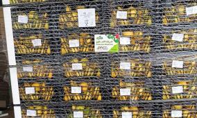 الزراعة: إعفاء الصادرات الزراعية الفلسطينية من الرسوم والغرامات على جسر الملك حسين