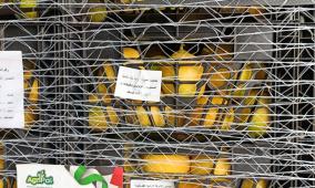 وزارة الزراعة: سليمية يعلن إنجاز الاعتماد الرسمي للمنتجات الفلسطينية في السوق السعودي، ويدعو المصدّرين للانطلاق نحو تصدير المنتجات الفائضة فقط.