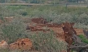 الاحتلال يقتلع مئات أشجار الزيتون شمال سلفيت