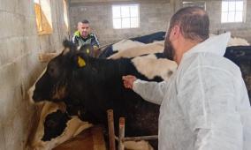 الزراعة: تحصين 13,067 رأساً من أبقار الحليب ضمن الحملة الوطنية لمكافحة الحمى القلاعية (SAT1)