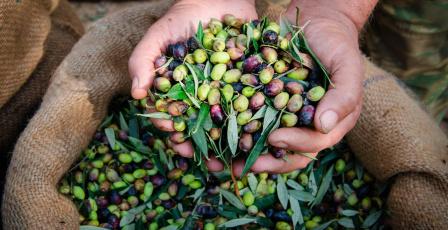 خاص| "عين الطاووس" يهاجم الزيتون الفلسطيني.. تحذيرات وإرشادات من خبير زراعي!