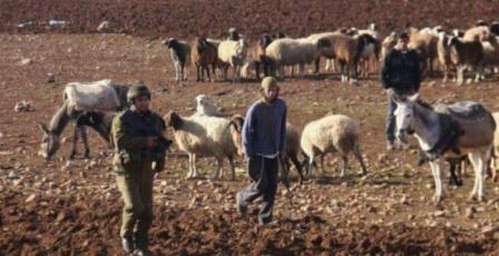 مستوطنون يرعون مواشيهم في أراضي المواطنين جنوب المغير