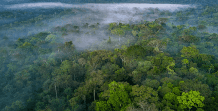 البرازيل تسعى لجمع 10 مليارات دولار لمبادرة حماية الغابات