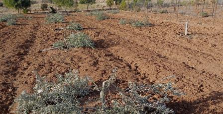 مستوطنون يقطعون عشرات أشجار الزيتون في اللبن الشرقية